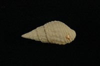 藏品(瘤蜷)的圖片